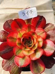 あ4 魅金ローズ錦ー納福 アエオニウム 抜き苗 多肉植物 名前付 根っこ