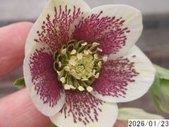 mirakohujinさん専用 】クリスマスローズ 2株 - メルカリ