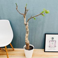 現品］15番 柱サボテン 鬼面角 3本立て 大 8号 観葉植物 大型 棘無し