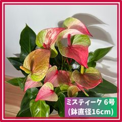 花苗】ミニアンスリウム しづき 詩月 3.5号鉢 鉢ごと発送 - メルカリ