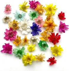 EDEN（エデン） ミニフラワー ドライフラワー レジン用 デコ素材 約400輪 E971 (カラフルミックス)