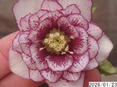 mirakohujinさん専用 】クリスマスローズ 2株 - メルカリ