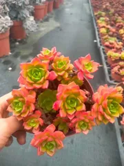 【12株の抜き苗セット】レジティア　多肉植物　佐川急便発送　エケベリア　韓国苗　Z1415