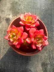 【35株の抜き苗セット】レジティア　多肉植物　佐川急便発送　エケベリア　韓国苗　Z1437