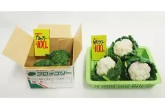 【中古】食玩 トレーディングフィギュア 2.ブロッコリーにカリフラワーあるよ! 「ぷちサンプルシリーズ ぷちやおやさん」のサムネイル