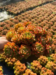 【12株の抜き苗セット】レジティア　多肉植物　佐川急便発送　エケベリア　韓国苗　Z1493