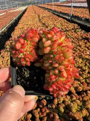 【54株の抜き苗セット】レジティア石化　多肉植物　佐川急便発送　エケベリア　韓国苗　Z1499