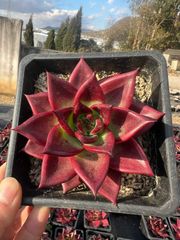 多肉植物　韓国苗　艶姫　抜き苗 60ffb13f0da0215fbadb18b3b790f0