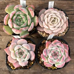 【1-35】多肉植物４点セット（現品限り）