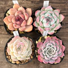 【1-36】多肉植物４点セット（現品限り）