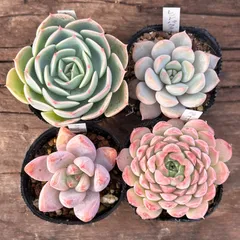 【1-37】多肉植物４点セット（現品限り）