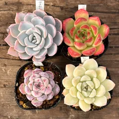 【1-38】多肉植物４点セット（現品限り）