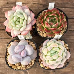 【1-39】多肉植物４点セット（現品限り）