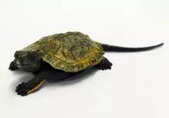 【中古】食玩 トレーディングフィギュア 242.ニホンイシガメ(幼体) 「チョコQ 日本の動物 第11弾」のサムネイル
