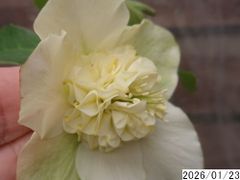 mirakohujinさん専用 】クリスマスローズ 2株 - メルカリ