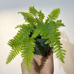 シオデ苗 10本 幻の山菜 - メルカリ