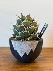 週末SALE。【超希少スペシャルコレクション株】エボリスピナ双頭【陽炎