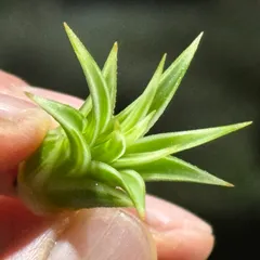 2026年最新】イオナンタ アルボの人気アイテム - メルカリ