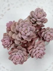 ピンクディオラ　②