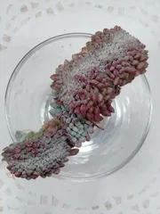 セトーサ　デミヌタ綴化　小苗