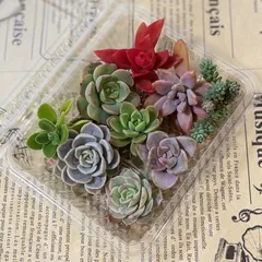 多肉植物　カット苗　寄せ植え　詰め合わせ