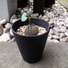 2026年最新】塊根 植物の人気アイテム - メルカリ