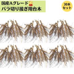 バラ 台木 20本セット《国産Aグレード品》ノイバラ 切り接ぎ用台木