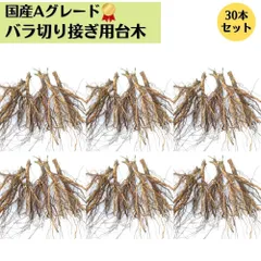 バラ 台木 30本セット《国産Aグレード品》ノイバラ 切り接ぎ用台木