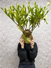 yoko様専用　板付け依頼　 バケモノ級】A30 ▽P.ridleyi Wild from Central Borneo ▽ リドレー　リドレイ【PLANET】ビカクシダ