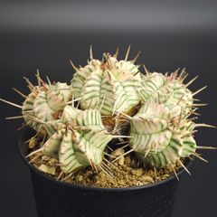 メルカリ便発送☆ユーフォルビア スーパーバリダ(実生苗です) メルカリ便発送☆ユーフォルビア スーパーバリダ(国内実生苗です