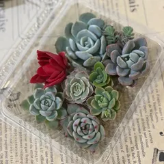 多肉植物　カット苗　寄せ植え　詰め合わせ