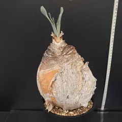 2026年最新】ブーファンの人気アイテム - メルカリ