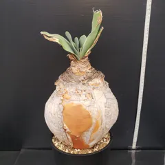 ◾️ブーファン ハエマンソイデス◾️安心発根済み◾️3年管理株◾️ ブーファン ハエマンソイデス（発根済み）RF22149 | RAFLUM / ラフラム