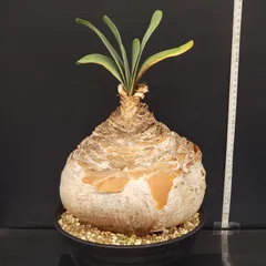 2026年最新】ハエマンソイデスの人気アイテム - メルカリ