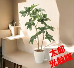 光触媒 人工観葉植物 ウォールグリーン フェイクグリーン ツピタンサス