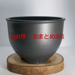 発根済み アガベ チタノタ ローズ イラン産 子株【1】 - メルカリ