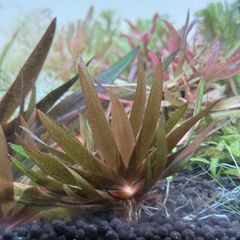 xyris sp. red（水中葉）1株 - メルカリ