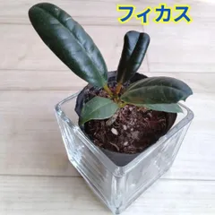 2026年最新】フィカスバーガンディの人気アイテム - メルカリ