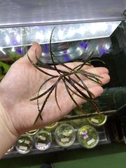 食*家様 ブセファランドラ Bucephalandra Pipto Varieg 食*家様 ブセファランドラ Bucephalandra Pipto Varieg - メルカリ