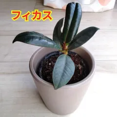 2026年最新】フィカスバーガンディの人気アイテム - メルカリ