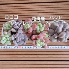 多肉植物『ぷくぷくセット』②