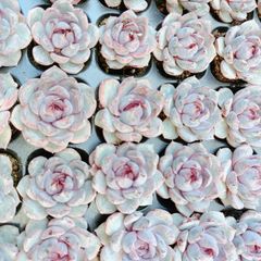 土付きプラグ苗 1苗150円 ﾁｰｽﾞﾌﾞﾙｰﾍﾞﾘｰ 韓国苗 多肉植物 - メルカリ