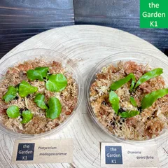 2026年最新】ビカクシダ マダガスカリエンセの人気アイテム - メルカリ