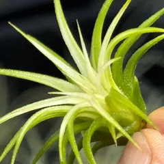 2026年最新】イオナンタ アルボの人気アイテム - メルカリ