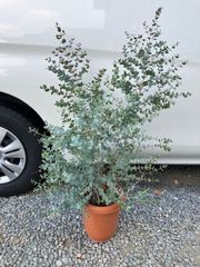 まさまるさん様専用！希少！ユーカリ【アルビダ】観葉植物‼️6号鉢‼️3