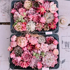 激カワ♡多肉植物 寄せ植えset♡1253