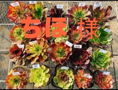 あ4 魅金ローズ錦ー納福 アエオニウム 抜き苗 多肉植物 名前付 根っこ