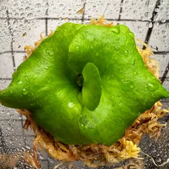 【新春お年玉セール】大人気 希少品種 リドレイ パカラン［育成ガイド付］