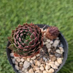 2026年最新】センペルビウムの人気アイテム - メルカリ