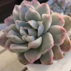 シンプソン錦　多頭　多肉植物　カット苗　エケベリア